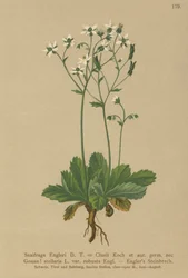 Sassifraga di Engerl (Saxifraga Engerli, Saxifraga Clusii)